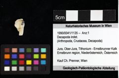 Foto (Objket + Etiketten) von Decapoda indet. 